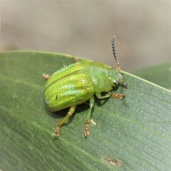 Calomela pallida