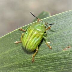 Calomela pallida