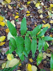 Polygonatum odoratum