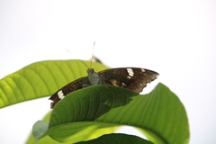 Euthalia aconthea