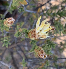 Pteronia hutchinsoniana