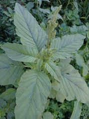 Amaranthus