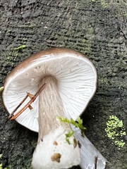 Pluteus