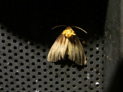 Eulithosia plesioglauca