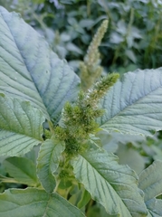 Amaranthus