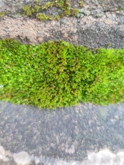 Ptychostomum capillare