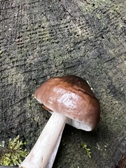 Pluteus