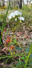 Drosera pallida