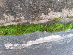 Ptychostomum capillare