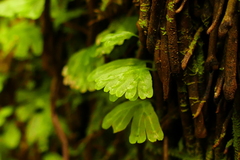 Hymenophyton flabellatum