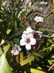 Adenandra