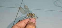 Orthetrum sabina