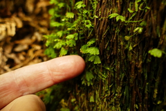 Hymenophyton flabellatum