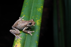 Litoria peronii