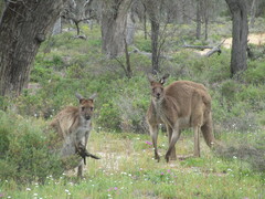Macropus fuliginosus