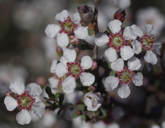 Leptospermum erubescens