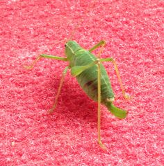 Leptophyes punctatissima