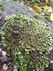 Melanelixia glabratula