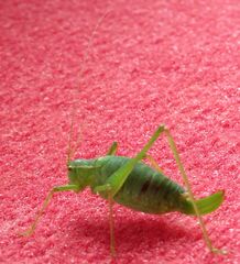 Leptophyes punctatissima