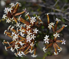 Lysinema pentapetalum