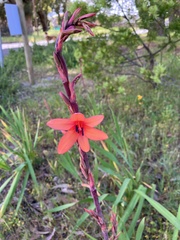 Watsonia meriana