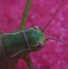 Leptophyes punctatissima