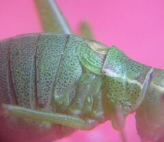 Leptophyes punctatissima