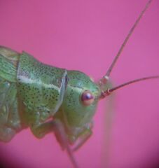 Leptophyes punctatissima