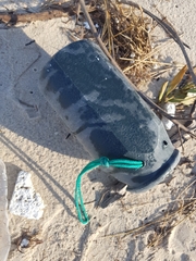 Eurynebria complanata