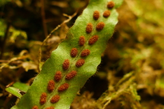 Notogrammitis ciliata