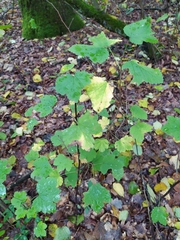 Ribes rubrum