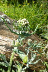 Pseudognaphalium undulatum