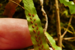 Notogrammitis ciliata
