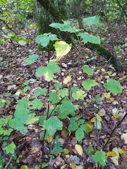 Ribes rubrum