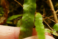 Notogrammitis ciliata