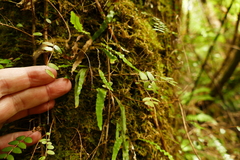 Notogrammitis ciliata