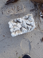 Eurynebria complanata