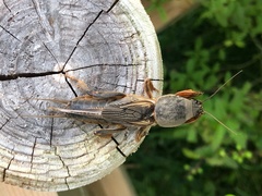 Gryllotalpa gryllotalpa