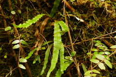 Notogrammitis ciliata