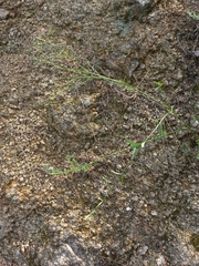 Verbena brasiliensis