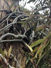 Muellerina eucalyptoides