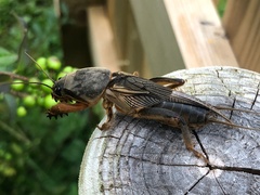Gryllotalpa gryllotalpa