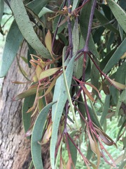Muellerina eucalyptoides