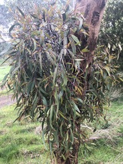 Muellerina eucalyptoides