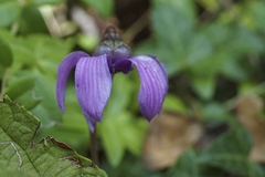 Campanula patula