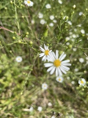 Boltonia asteroides