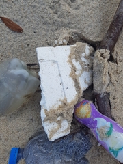 Eurynebria complanata