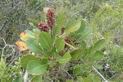 Cussonia thyrsiflora