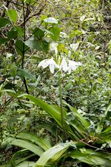 Crinum moorei