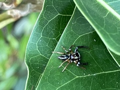 Thiania